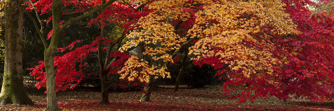 Photograph of Autumn Colours Panorama