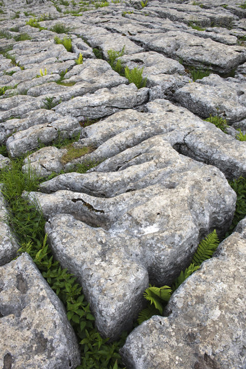 Limestone Pavement - Malham Yorkshire Dales - England