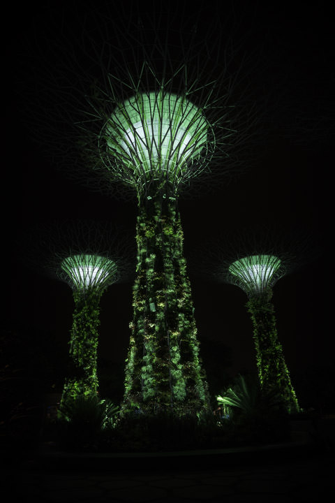 Photograph of Supertree Grove 1