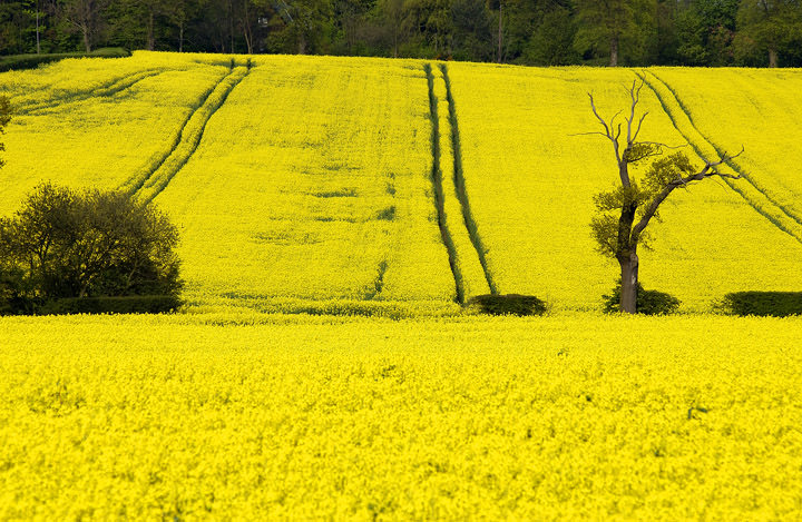 Yellow Fields Hertfordshire - England